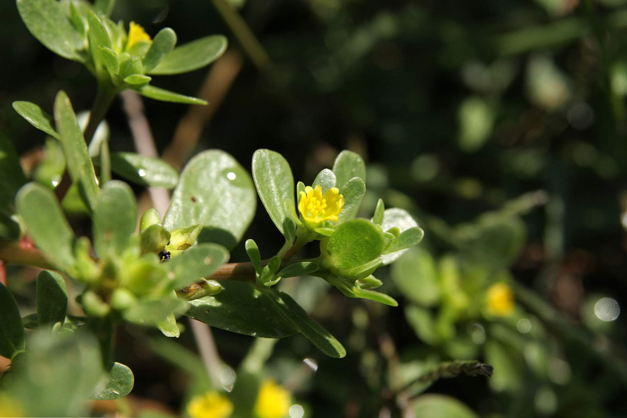 Purslane vrt - ljekovita svojstva, pogodnosti i štete