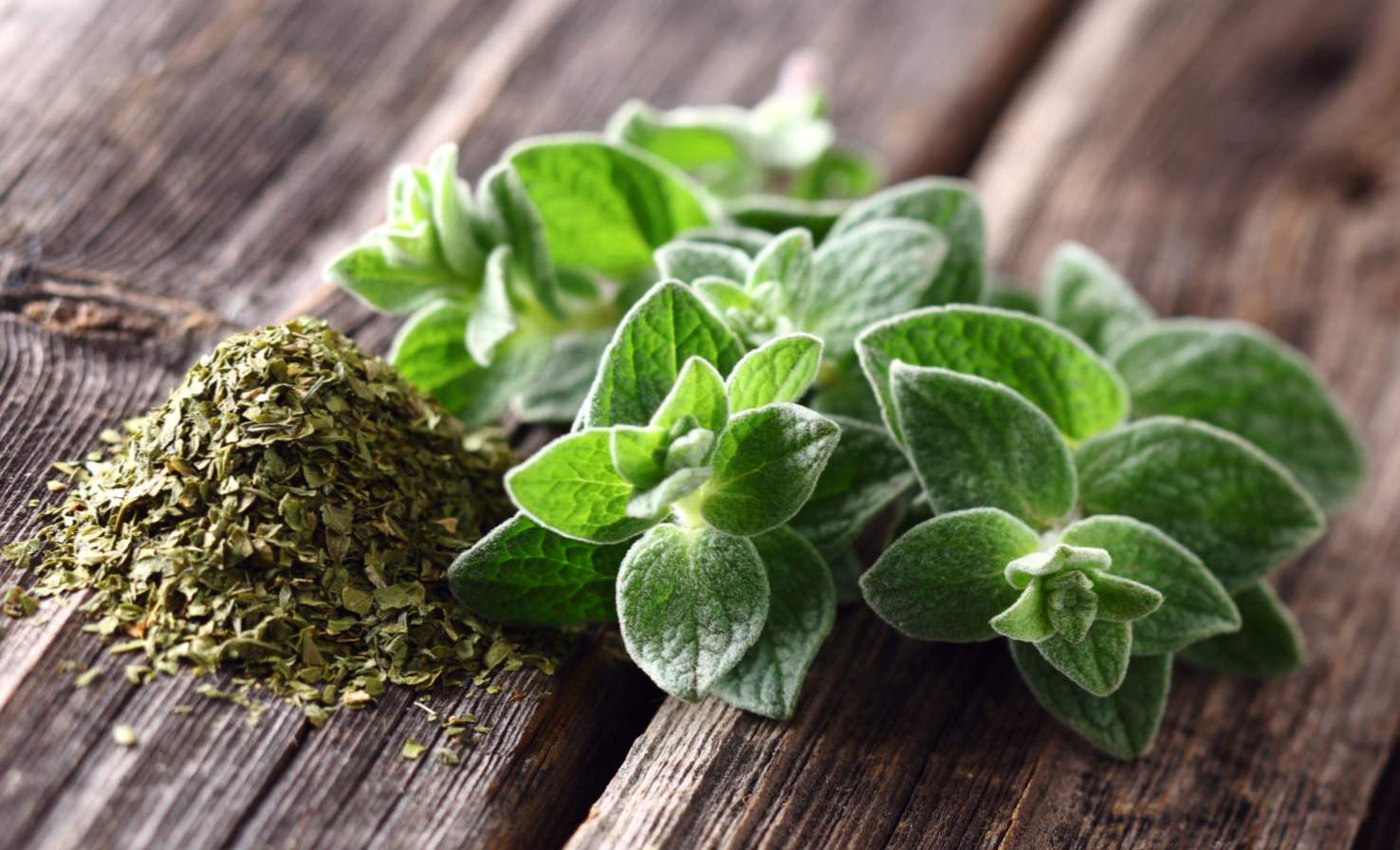 Przyprawowe oregano (oregano), co to jest, w którym dodaje się potrawy, co można zastąpić