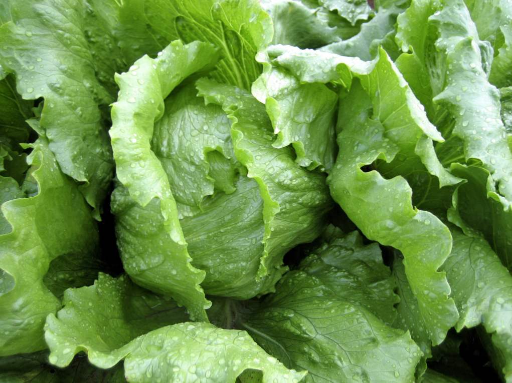 Ledena salata - uzgoj od sjemena u seoskom domu na otvorenom terenu