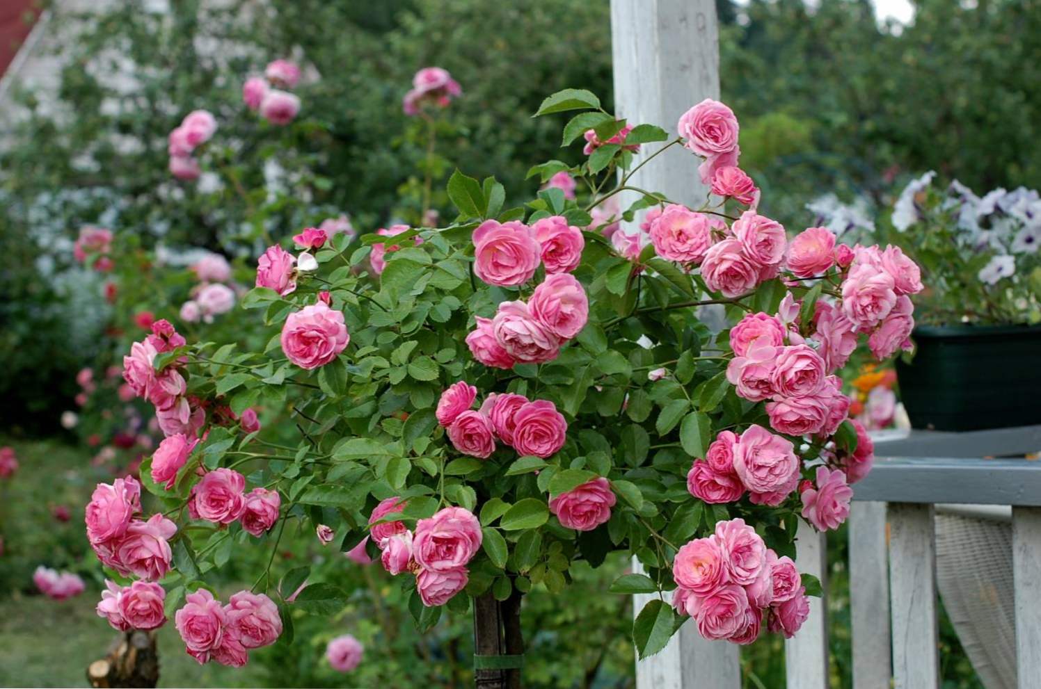 Opis standardnih ruža, sadnja i njegu