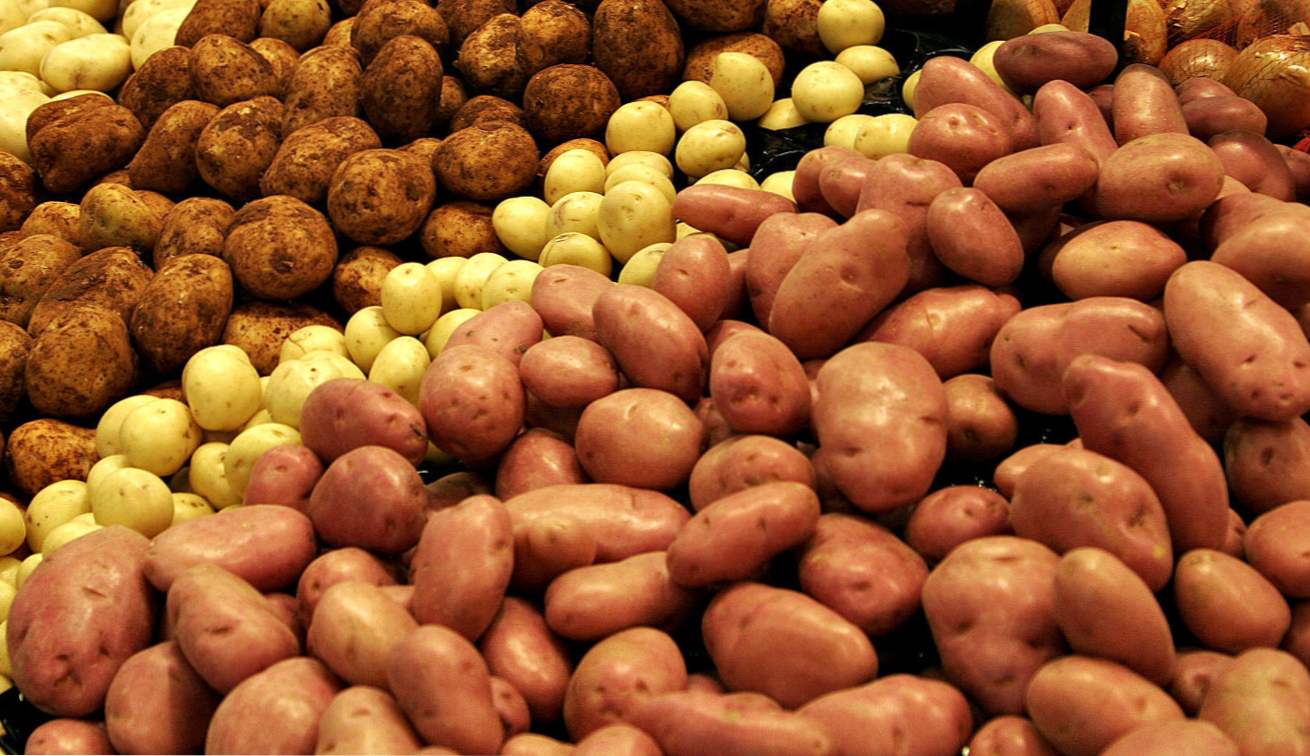 Сорти картоплі опис, характеристики кращих сортів. Ранні, врожайні, найсмачніші сорти картоплі