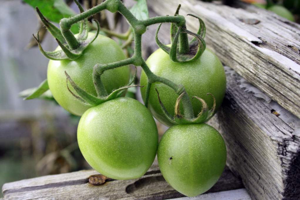 Зелені помідори на зиму - 8 смачних рецептів заготовки