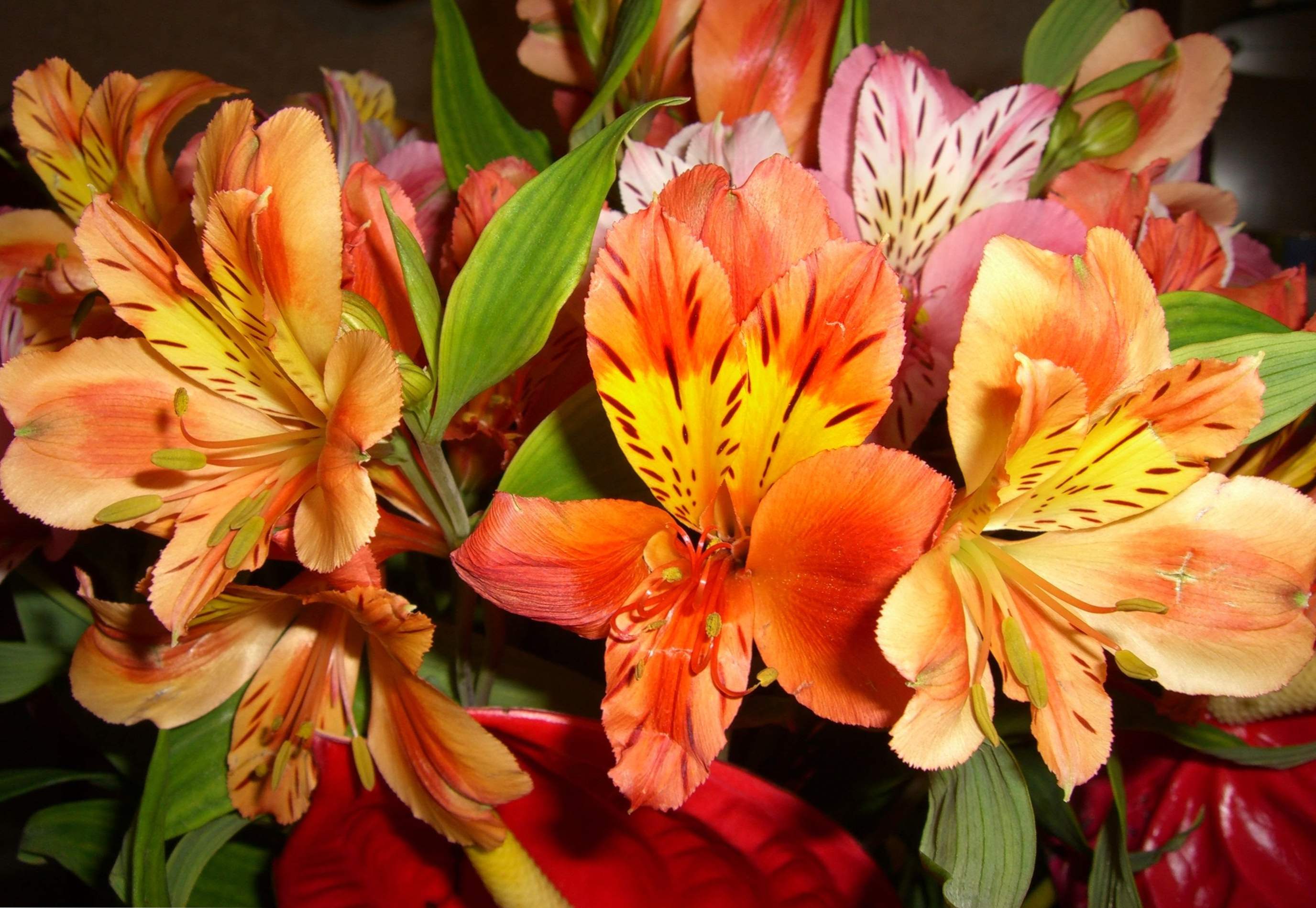 Alstroemeria sajenje, nego in gojenje na vrtu