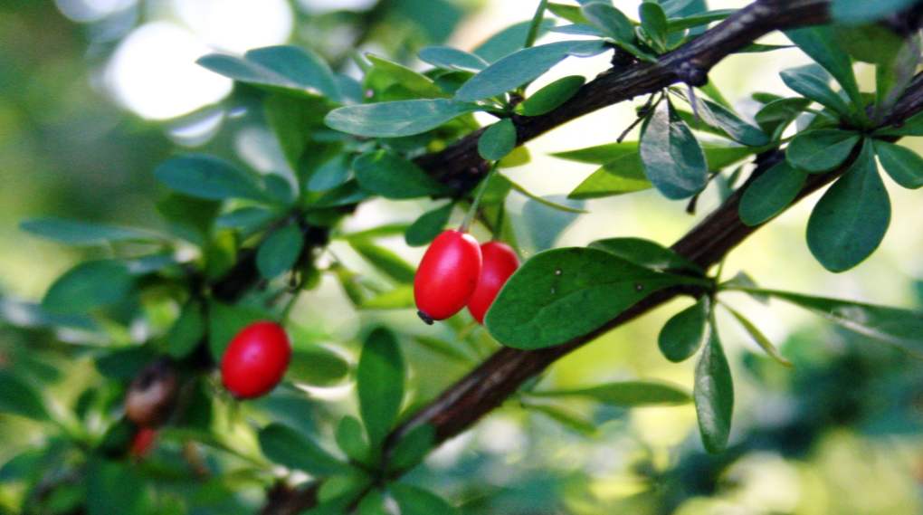 Barberry uporabne in zdravilne lastnosti, kontraindikacije