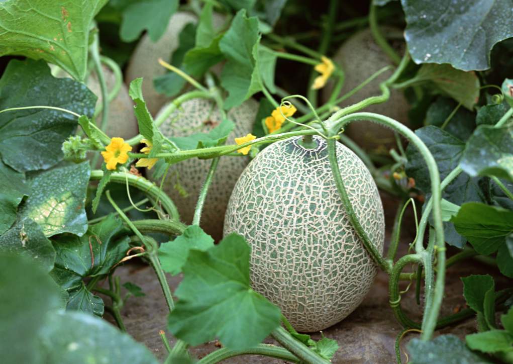 Pestovanie melónu na sadenice, pestovanie melónov na otvorenom poli
