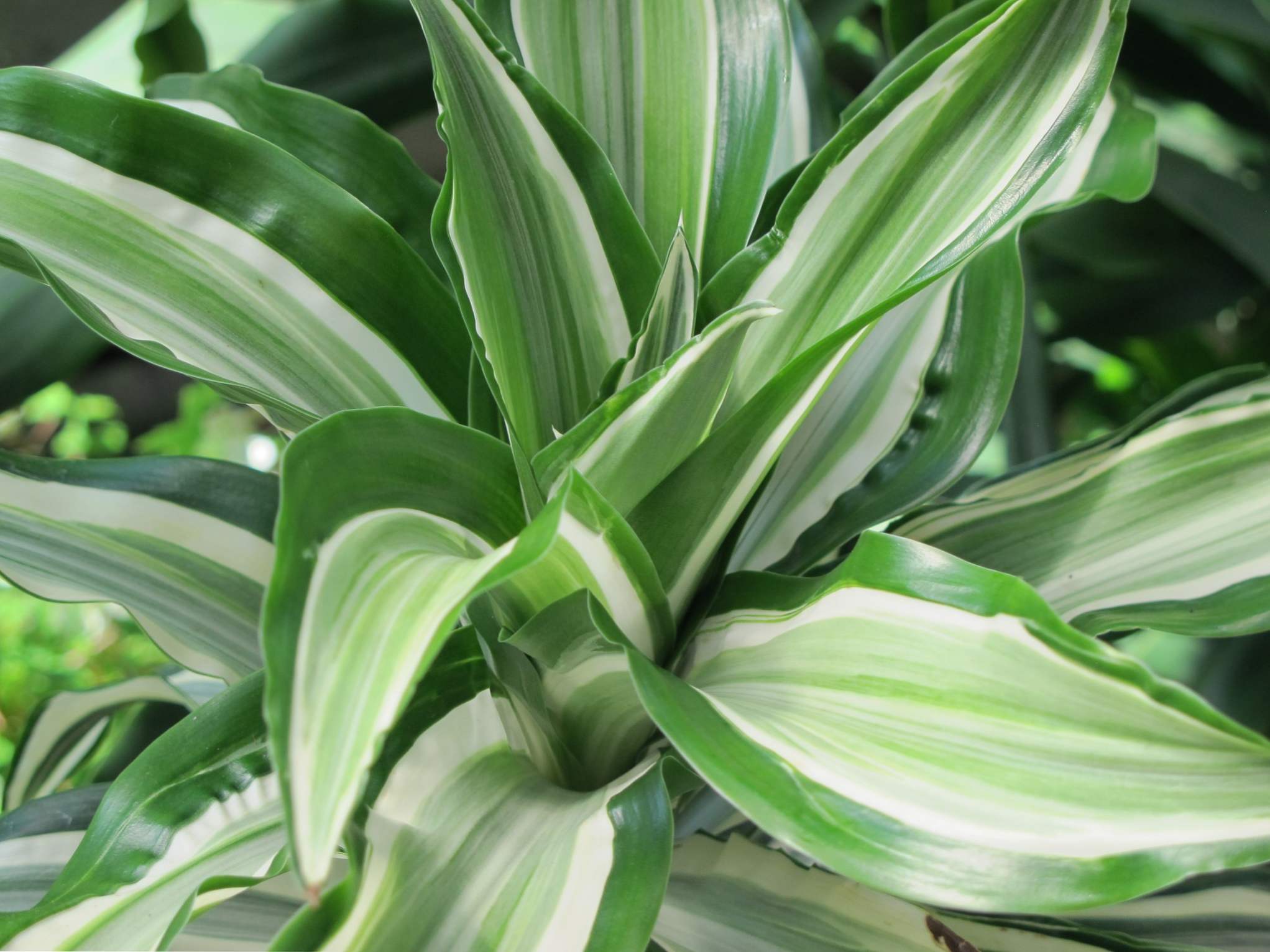 Dracaena pachnąca, pielęgnacja, opieka w domu