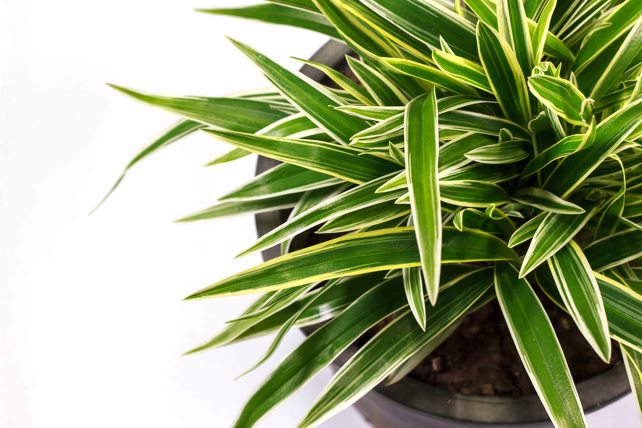 Dracaena opieka domowa, uprawa i reprodukcja