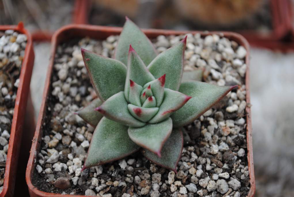 Echeveria rośnie i pielęgnuje w domu