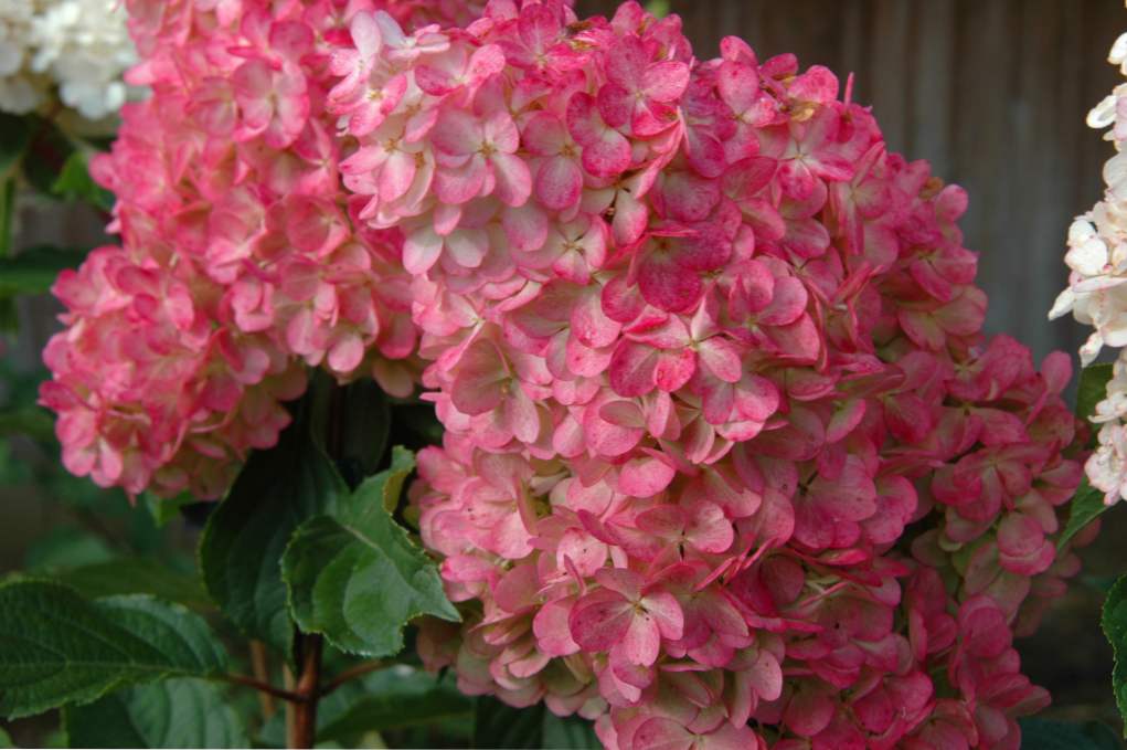 Hydrangea paniculata - najlepšie odrody pre oblasť Moskvy a stredné Rusko