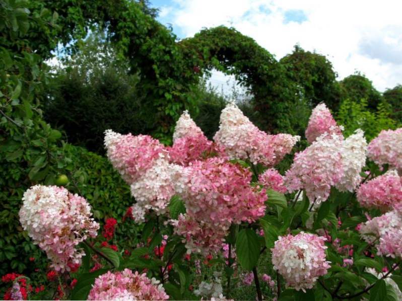 Hydrangea Vanilla Fraze výsadba a starostlivosť, pestovanie a napájanie