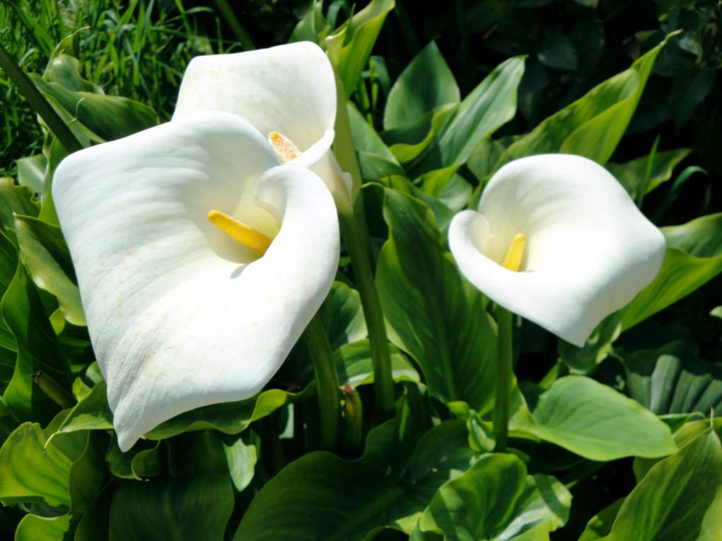 Calla sajenje, gojenje in oskrba doma na vrtu