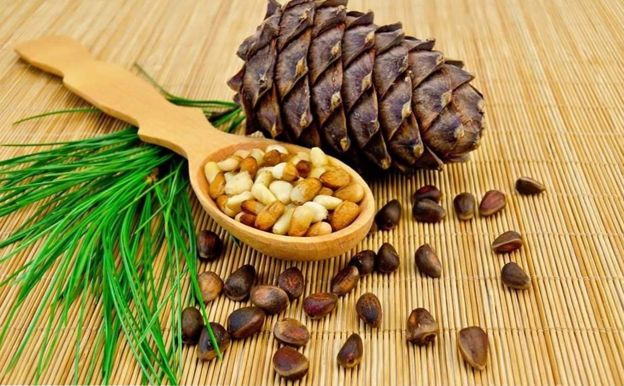 Pine nuts - prospešné vlastnosti a kontraindikácie