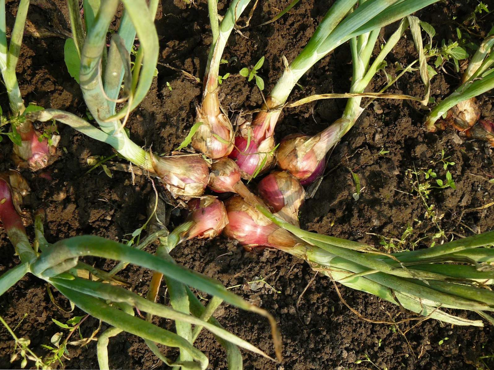 Opis szalotki, co to jest, wyrasta z nasion w ogrodzie, pielęgnacja i czyszczenie cebuli Shallot