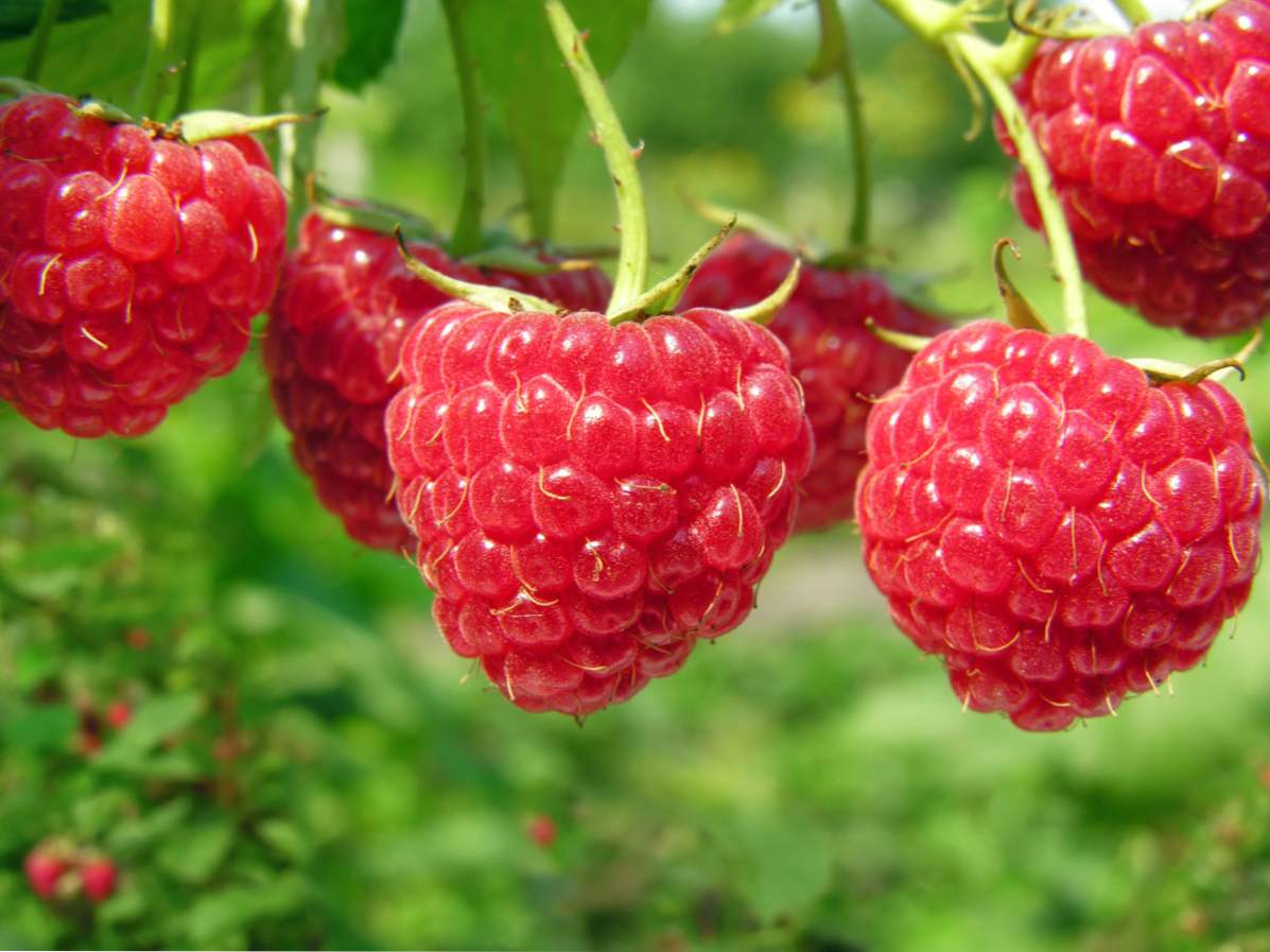 Maline - skrb, sadnja i obrezivanje u jesen - kako rastu i žetvu dobri usjevi?