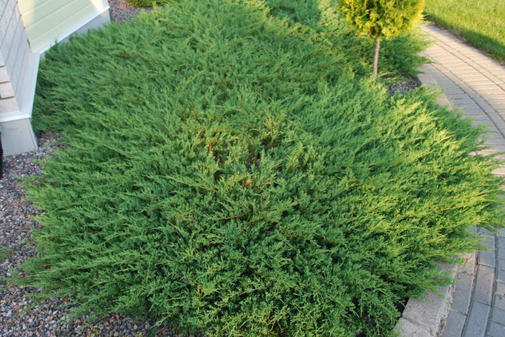 Juniper horizontalni opis, gojenje in razmnoževanje, sajenje in oskrba