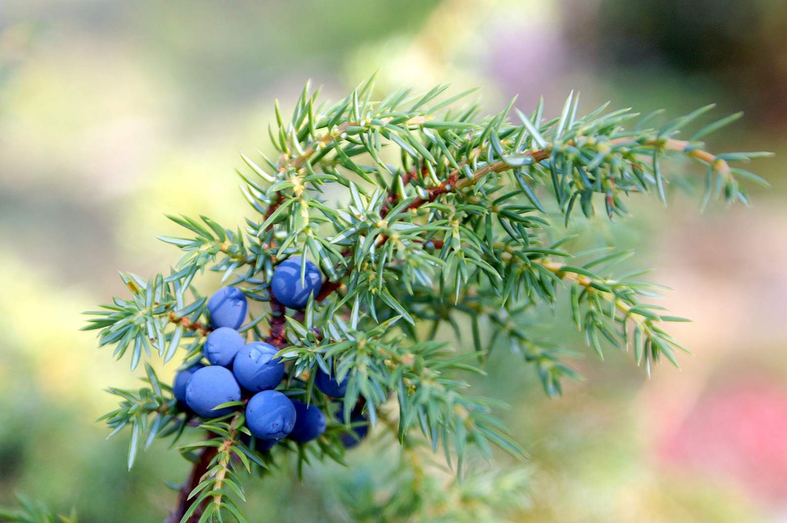 Zdravilo Juniper in kontraindikacije, uporaba