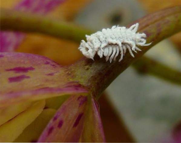 Mealybug na orhideju, kako se znebiti in kaj se bojuje?