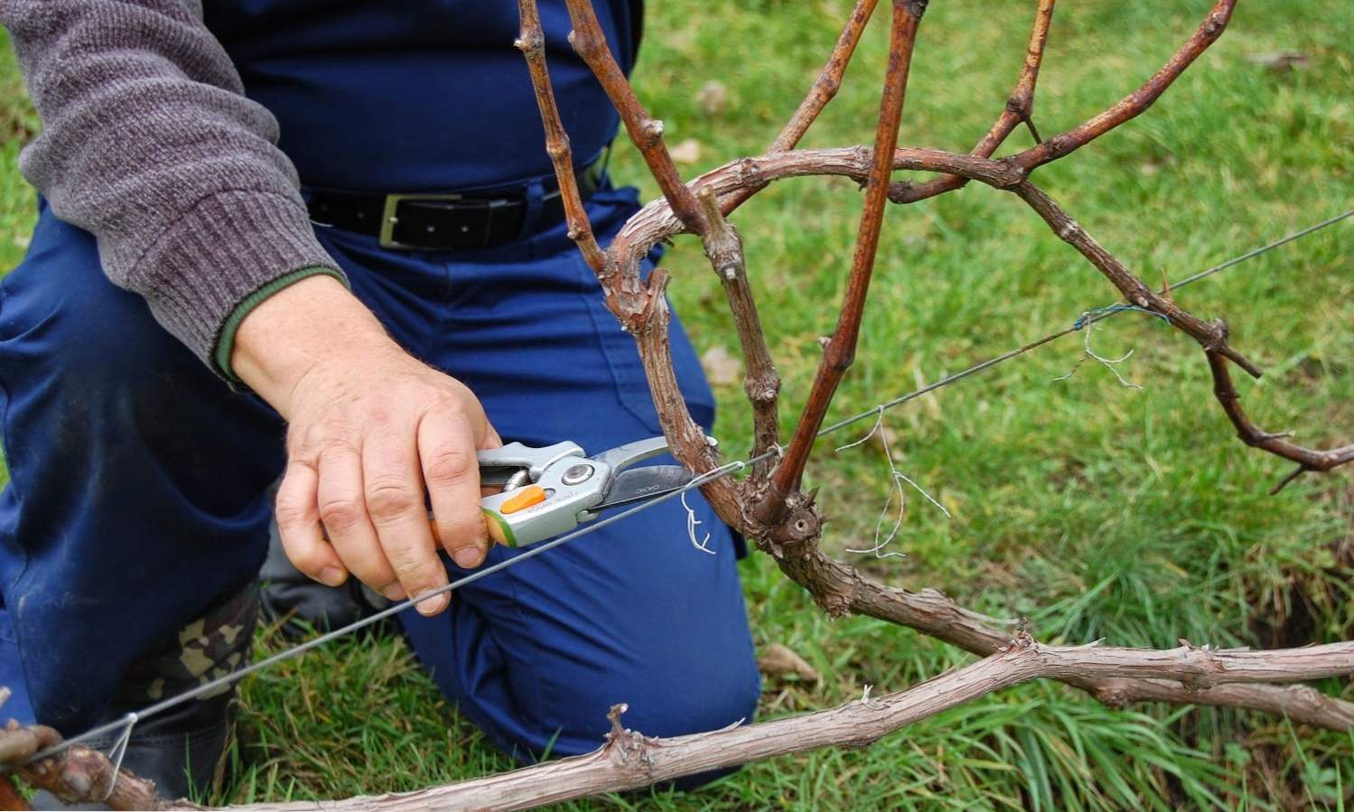 Przycinanie winogron jesienią - schemat i instrukcje dla początkujących