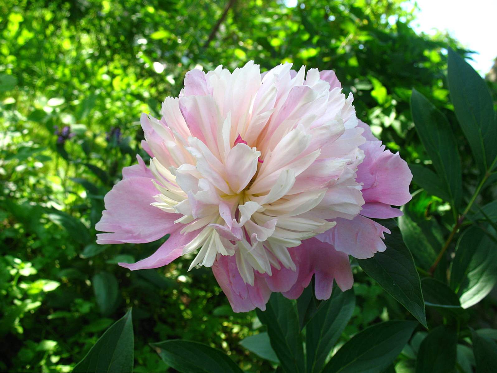 Peony Sorbet (Paeonia Sorbet) opis, sajenje, oskrba in gojenje