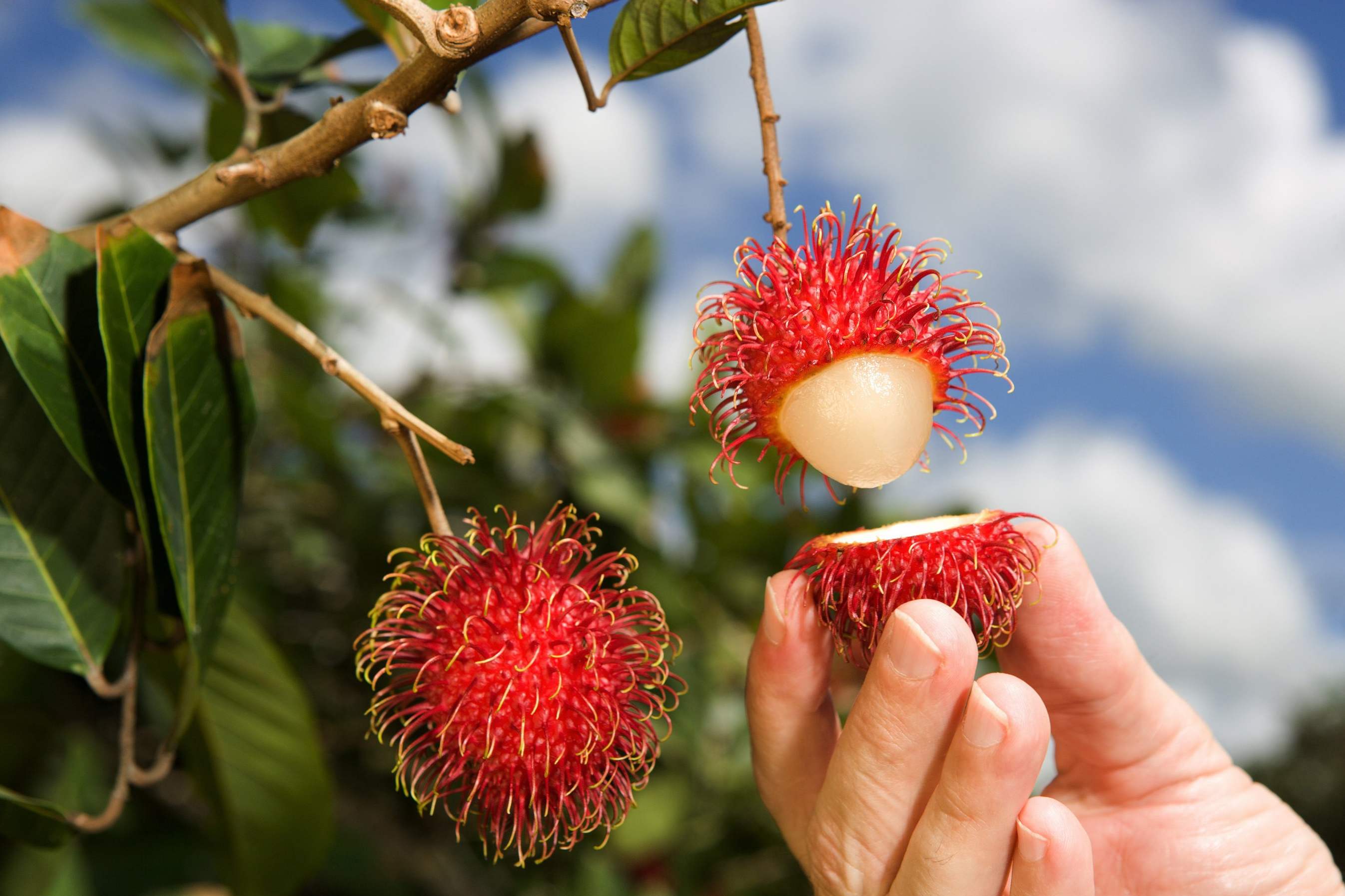 Rambutan, ako to jesť a aké sú dobré vlastnosti ovocia?