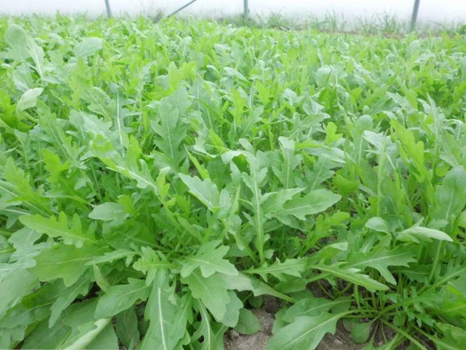 Arugula sajenje in oskrba na prostem