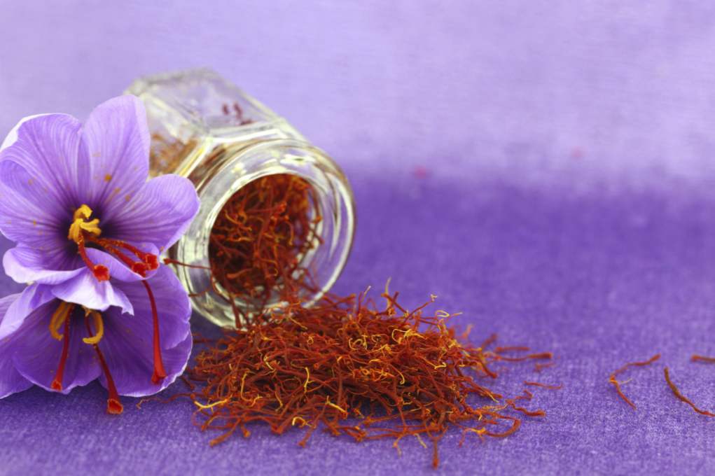 Saffron korisna svojstva, kako da se?
