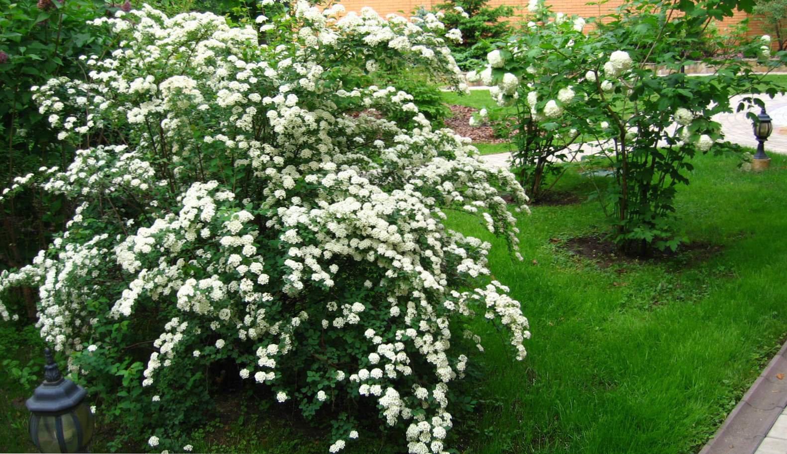 Spirea Vangutta popis, výsadba, pestovanie a starostlivosť