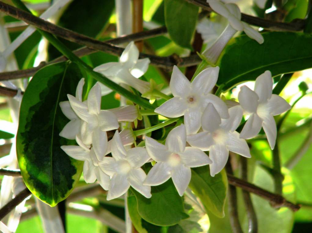 Stephanotis cvetne sorte in vrste, domača oskrba, vzreja