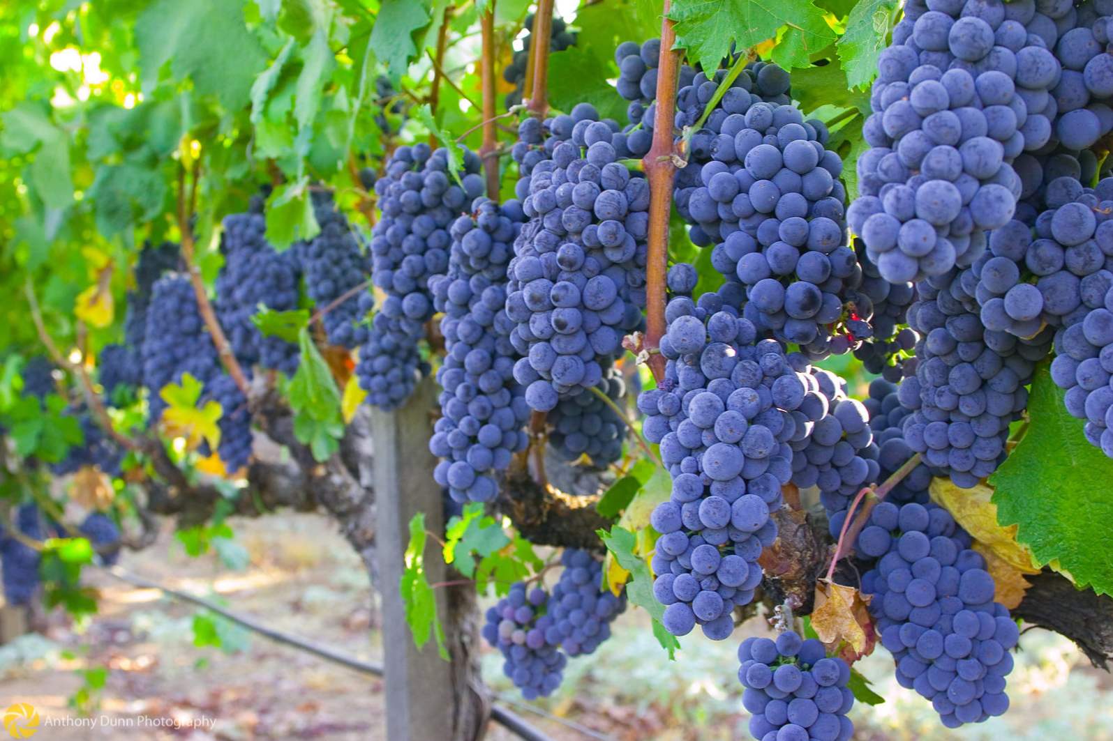 Виноград изабелла опис сорту, посадка і догляд в саду, користь для організму людини