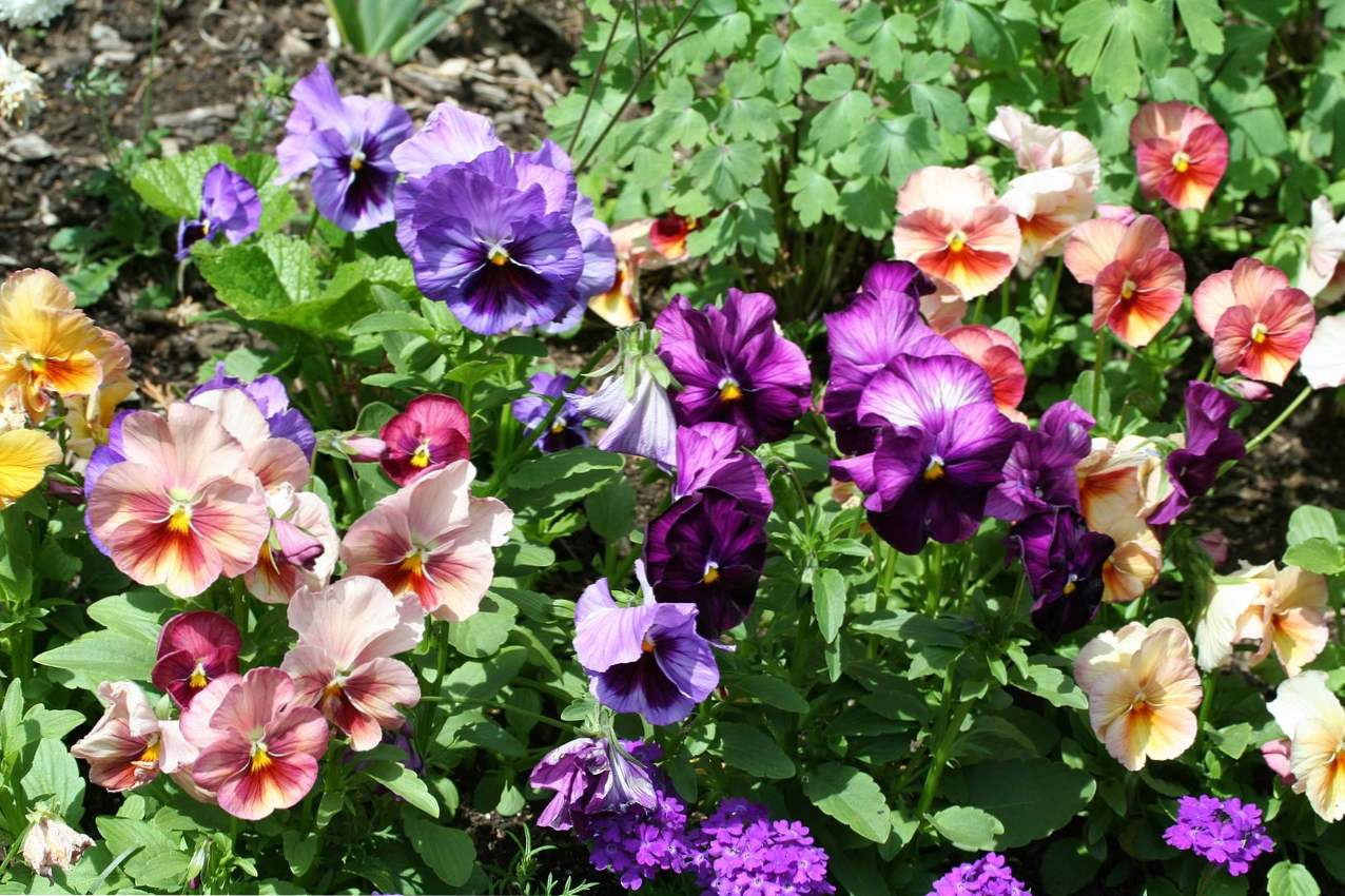 Viola cvjetovi rastu od sjemena i sadnica kod kuće