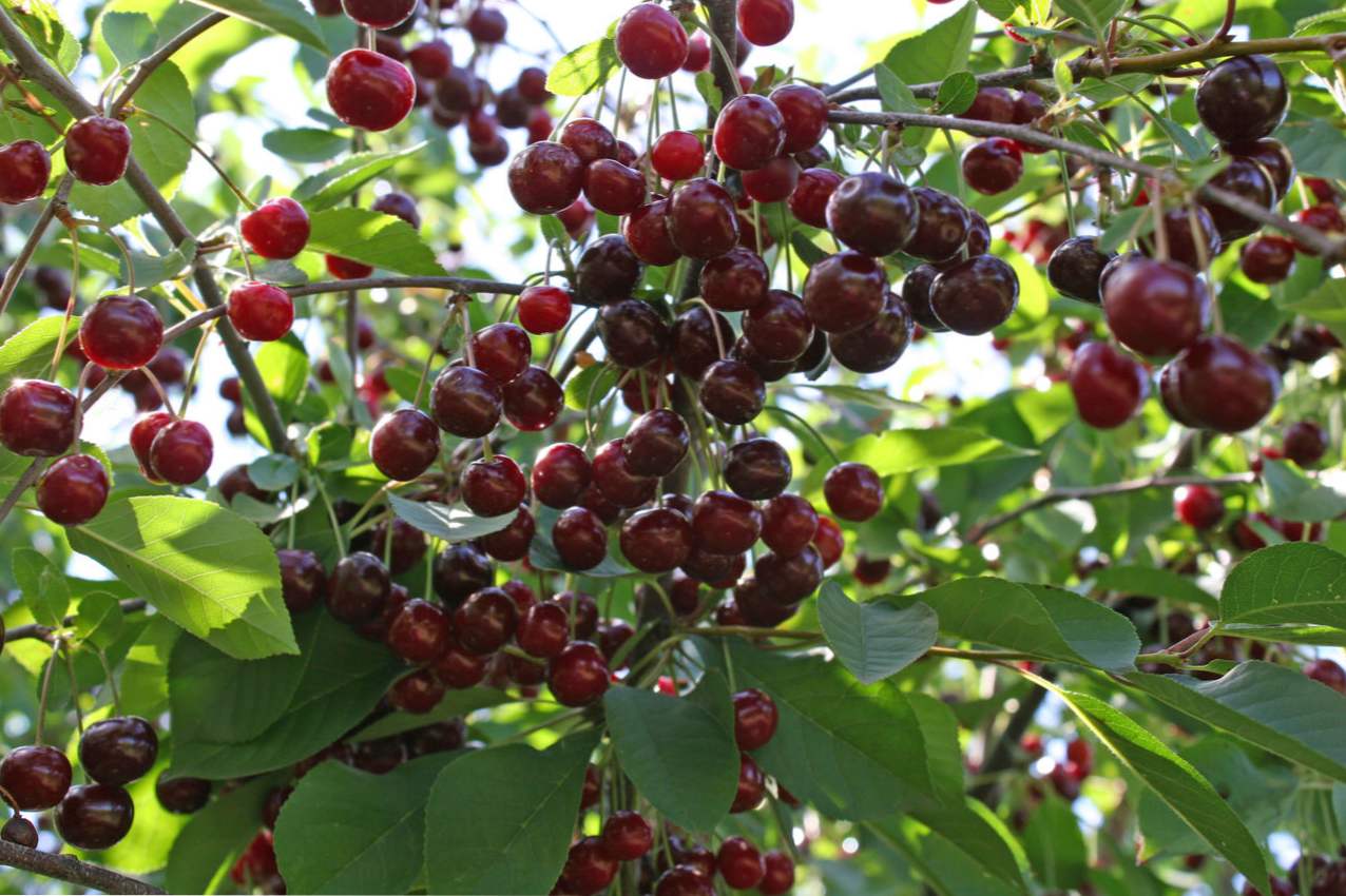 Cherry vrste, njegu i uzgoj u vrtu, obrezivanje i hranjenje trešanja