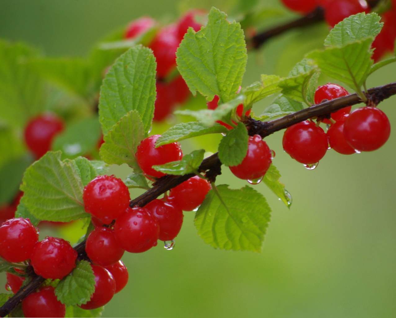 Cherry je osjetio sadnju i njegu, raste u vrtu u Moskvi regiji