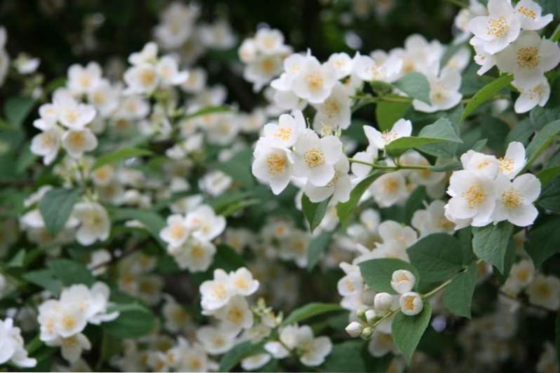 Jasmine biljka - vrste, opis, njegu i uzgoj.