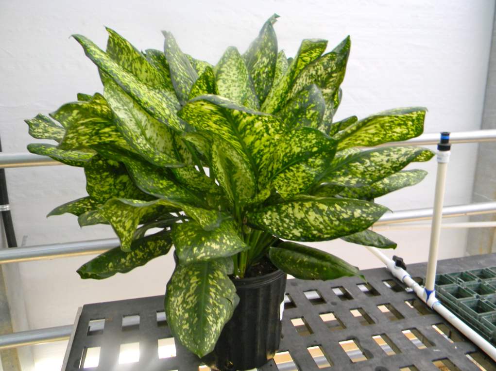 Aglaonema - domača oskrba