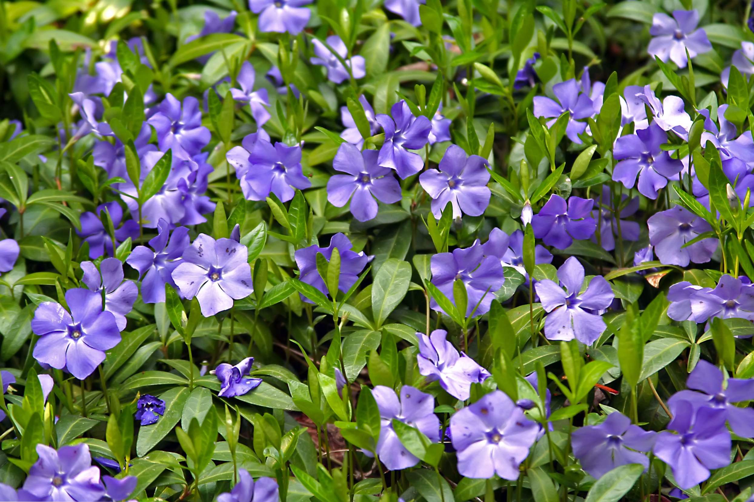 Periwinkle - sajenje in negovanje na prostem