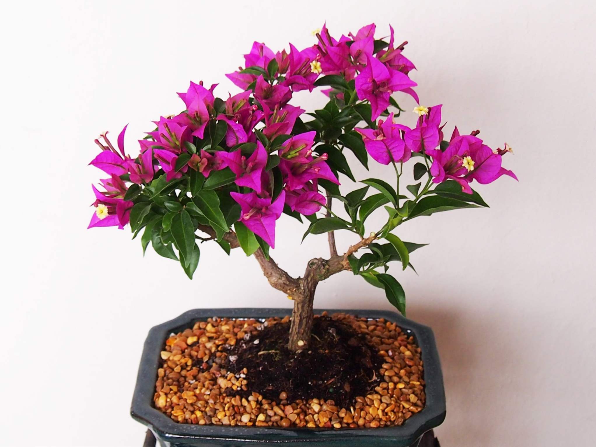 Domowa pielęgnacja Bougainvillea, uprawa i reprodukcja