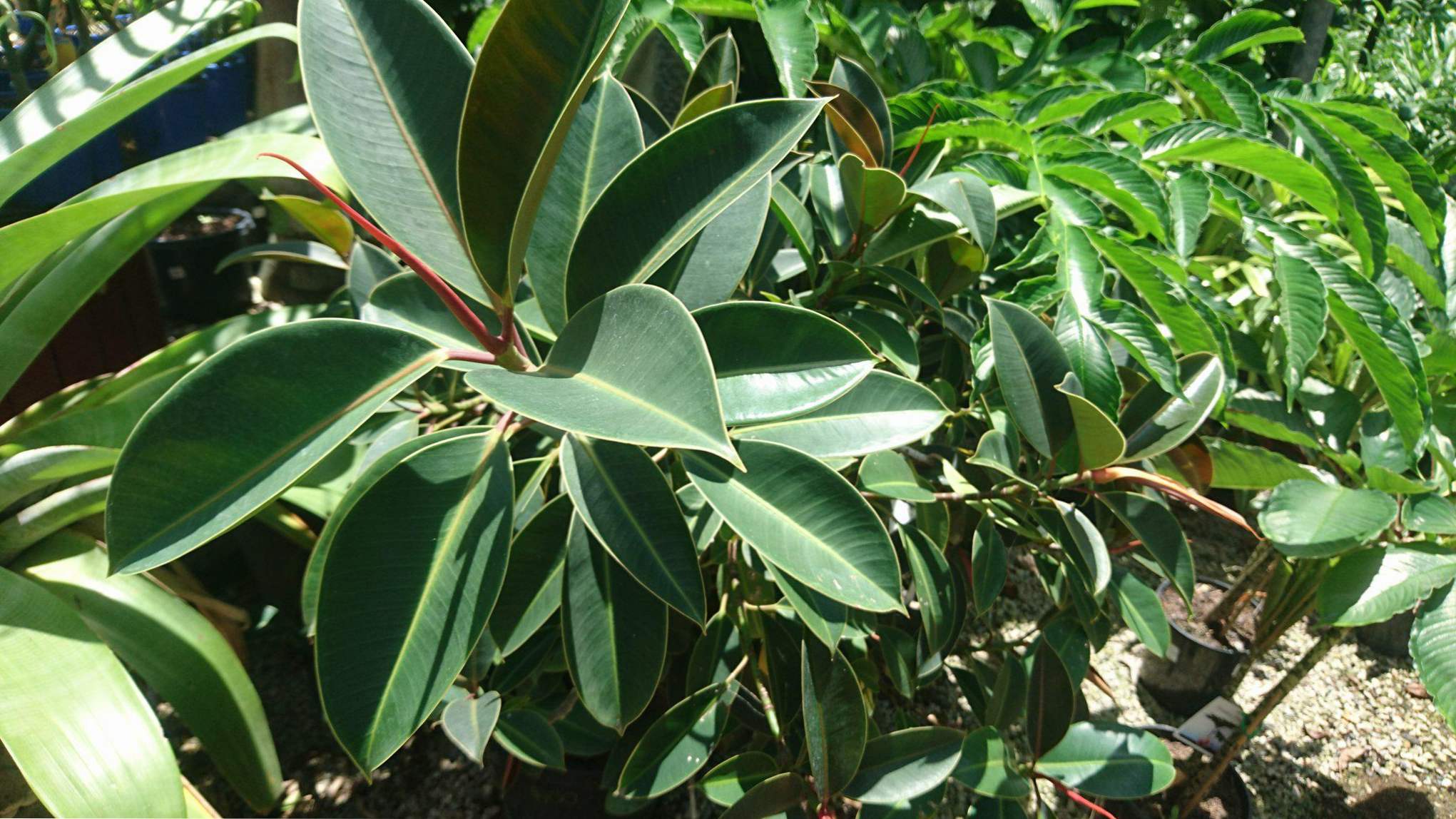 Pielęgnacja gumy Ficus w domu, przycinanie i rozmnażanie