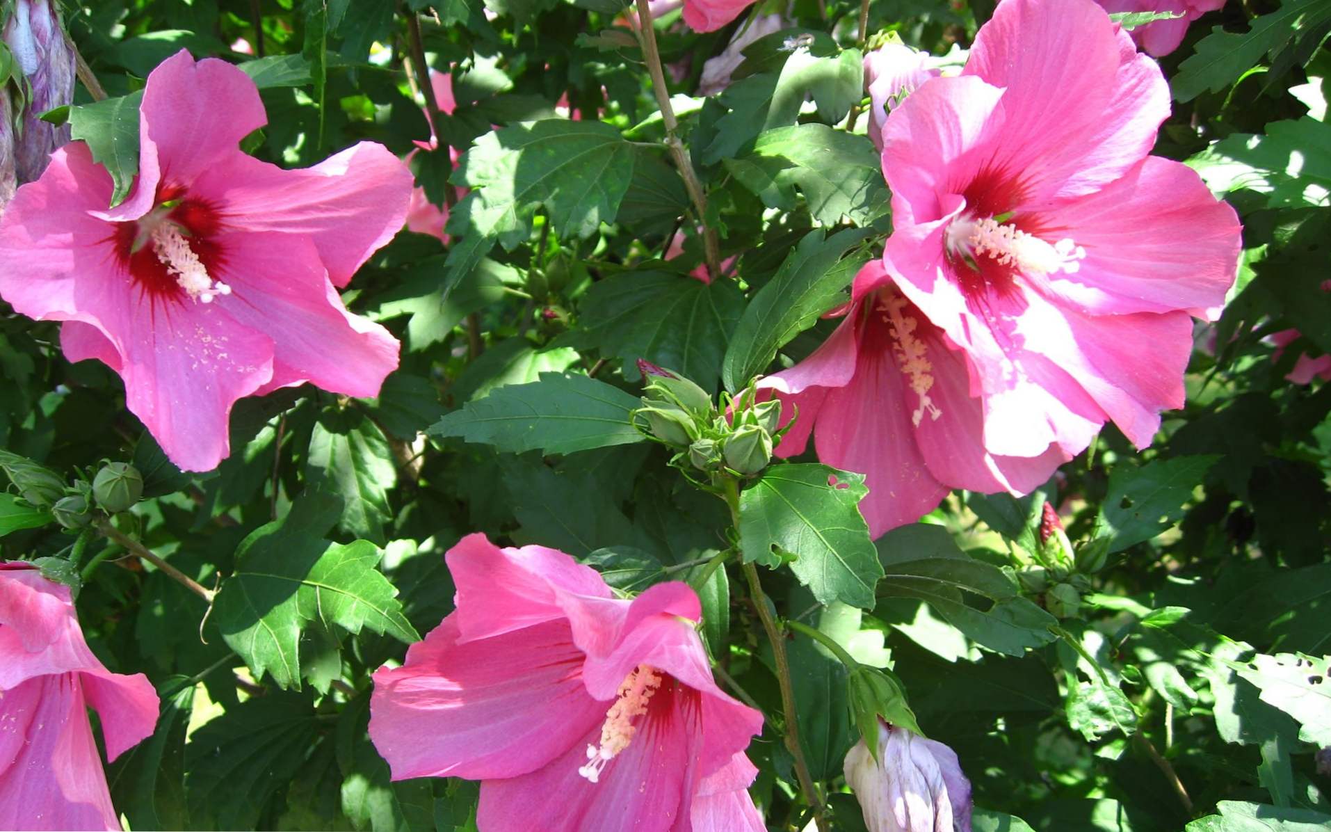 Pielęgnacja i pielęgnacja ogrodu Hibiscus, uprawa w ogrodzie