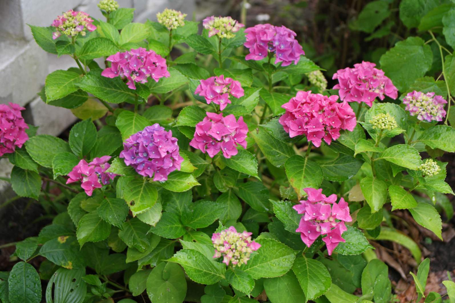 Hortensia krupnolistnaya pristátie v otvorenom teréne, starostlivosť, prerezávanie a prístrešia na zimu