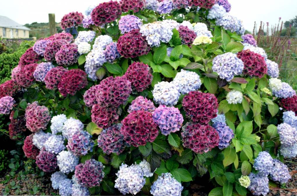 Hydrangea záhradná výsadba a starostlivosť, vonkajšie pestovanie, napájanie a rozmnožovanie