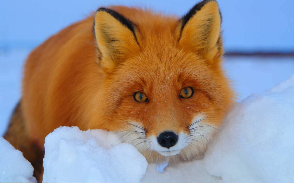 O čem sanjaruje lisica? Sanjaj lisico