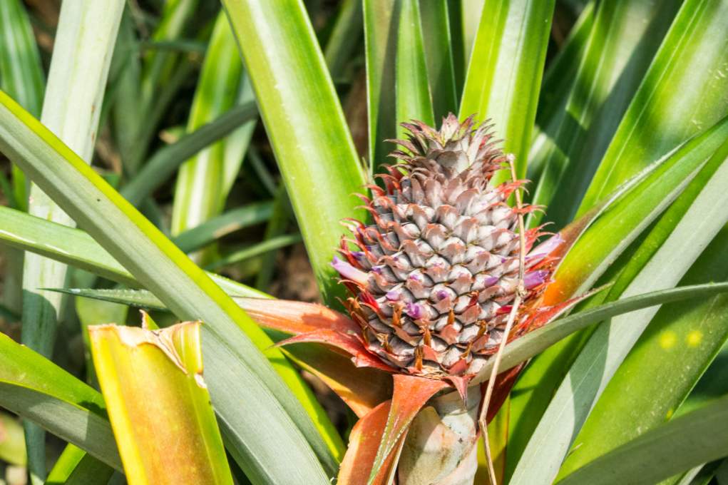 Jak ananas rozwija się w naturze i w domu?
