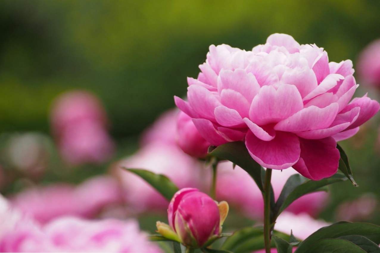 Kako se brinuti za peonies? Sadnja i njegu ljeti i jesen