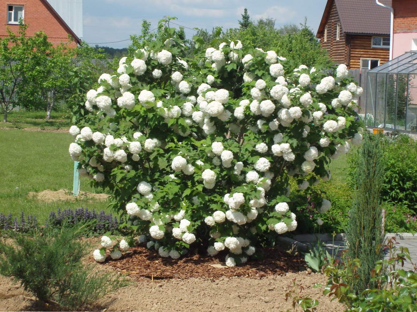 Kalina Buldenezh - sajenje in oskrba, gojenje