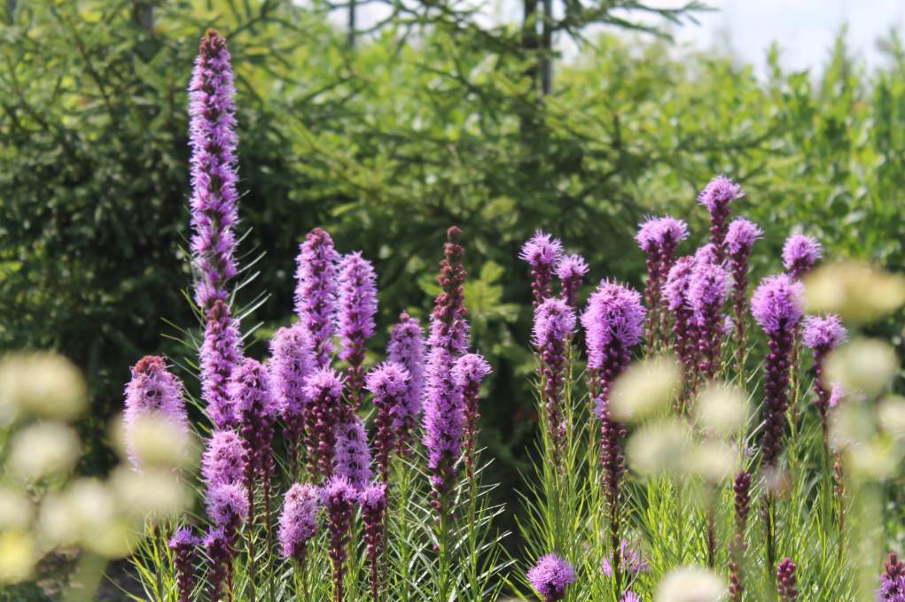 Liatris spikelet - sajenje in oskrba, gojenje in razmnoževanje