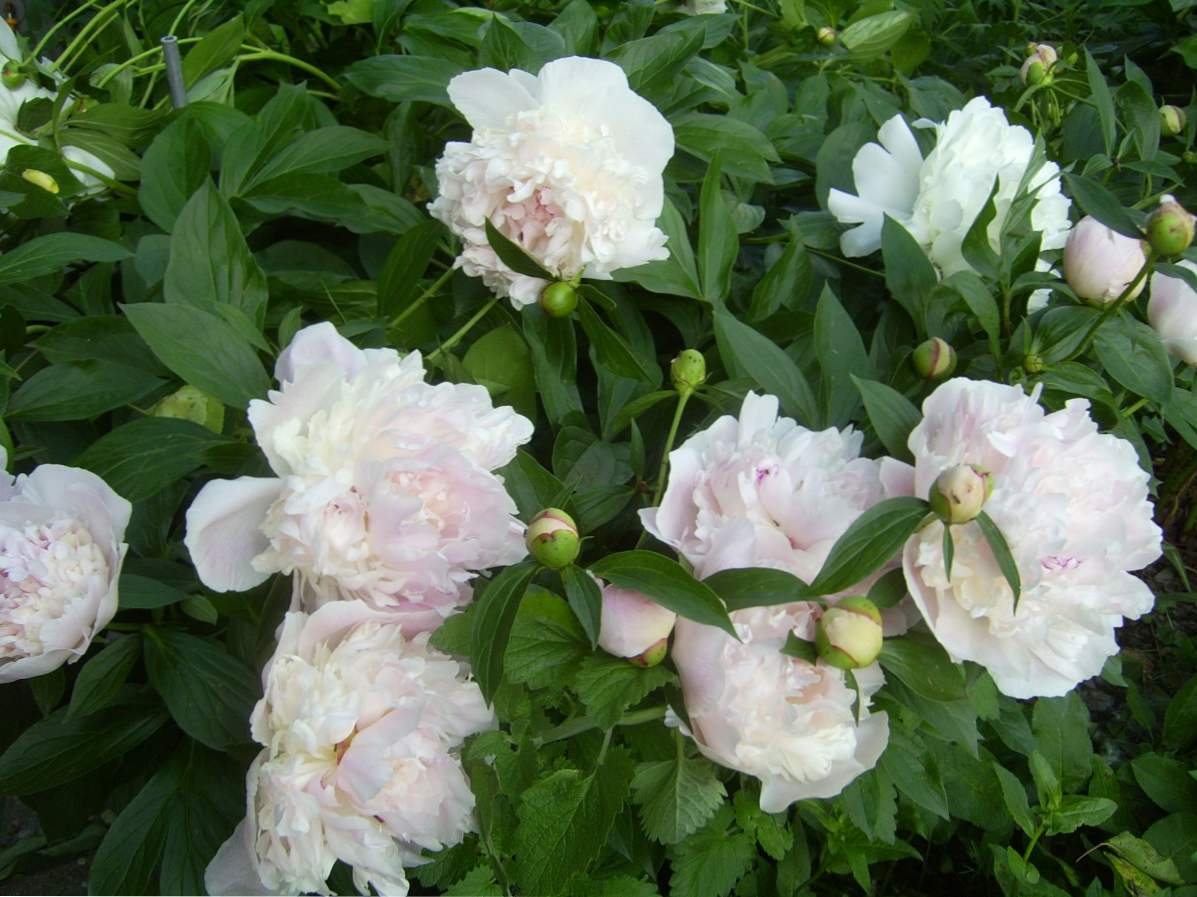 Peonies ne cvetijo, kaj storiti?