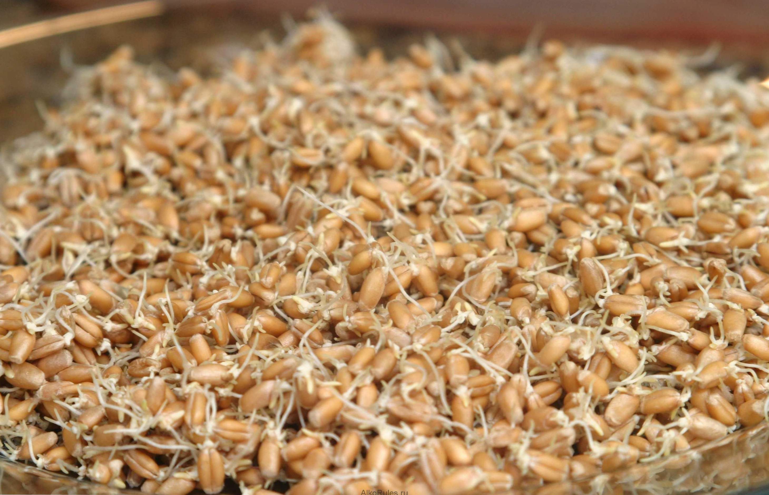 Klíčená pšenica - výhody a škody, ako vyklíčiť a používať doma?