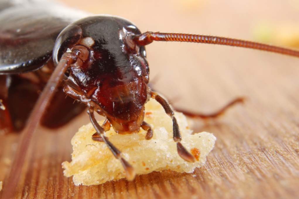 Najúčinnejší prostriedok pre šváby v byte