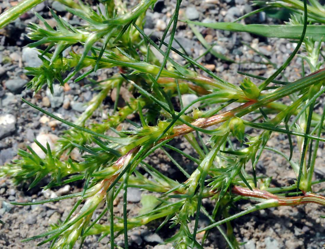 Солянка холмовая - лікувальні властивості і протипоказання, інструкція із застосування трави
