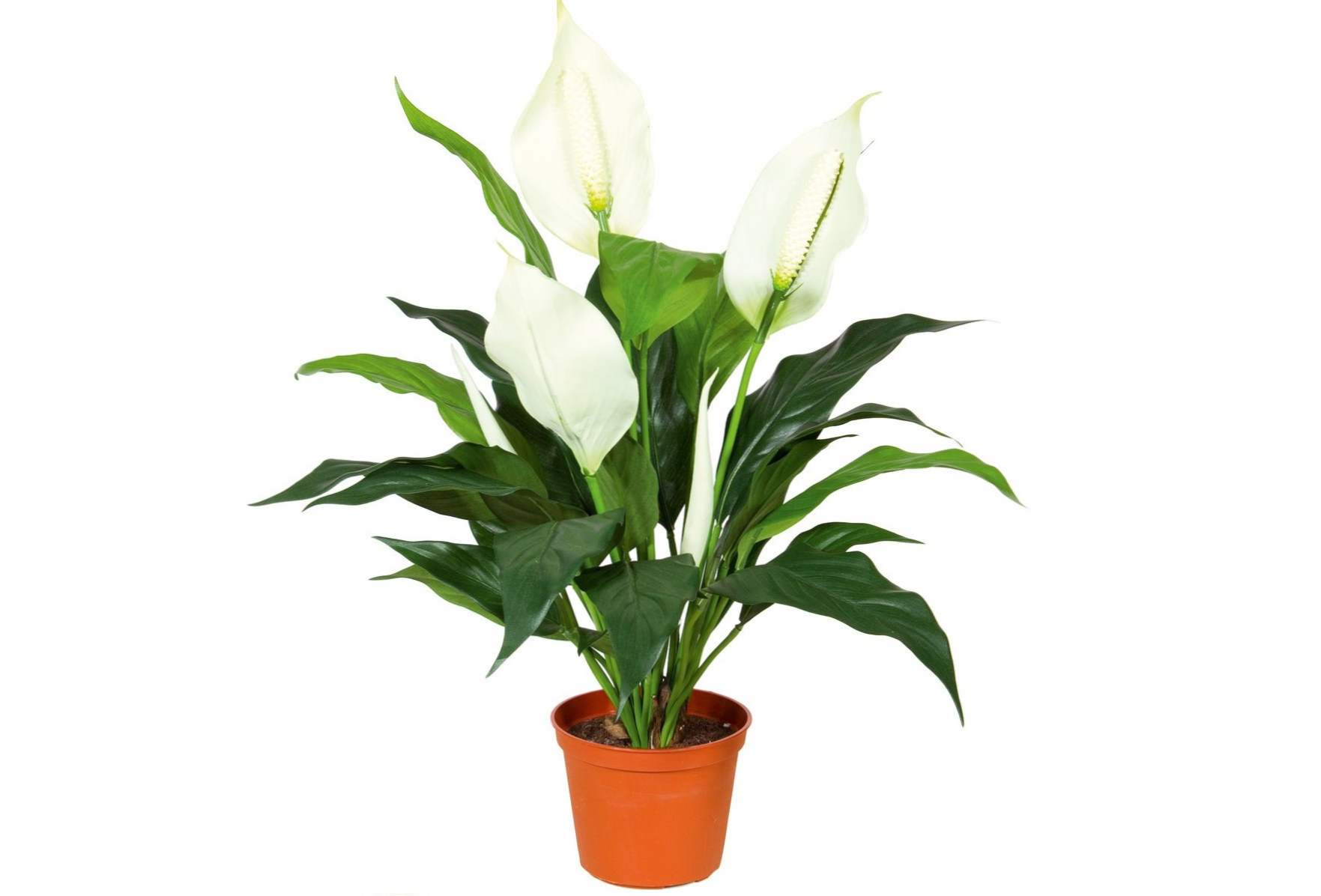 Spathiphyllum domáca starostlivosť, kultivácia a reprodukcia